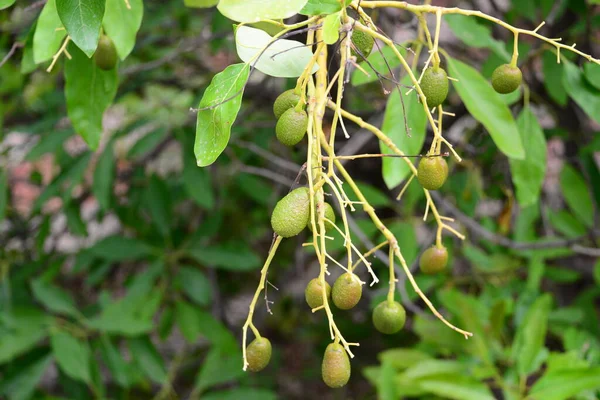 Avocadobaum Persea Americana — Stockfoto