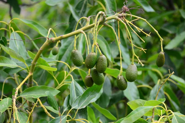 Avocado Tree Persea Americana — Stock Photo, Image