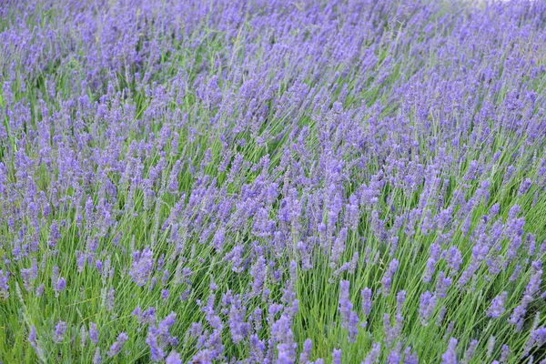 Flores Lavanda Roxas Pétalas Violetas — Fotografia de Stock