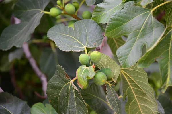 Feigen Auf Bäumen Obstbäume Mit Ästen Und Blättern — Stockfoto