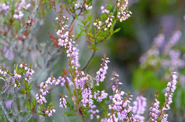 Bild Blommande Hedningar Höst — Stockfoto