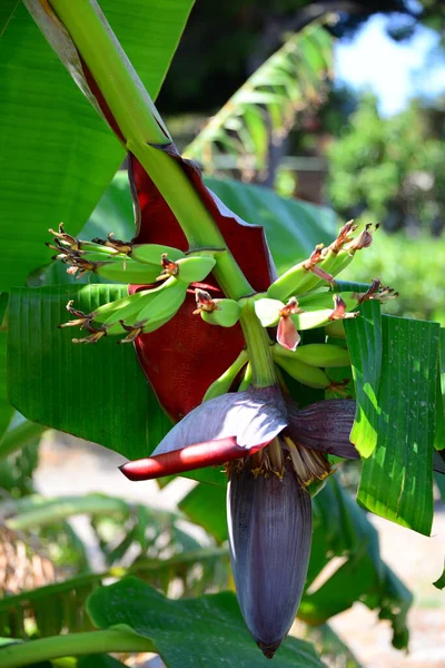 Árbol Plátanos Flora Árbol Frutal — Foto de Stock