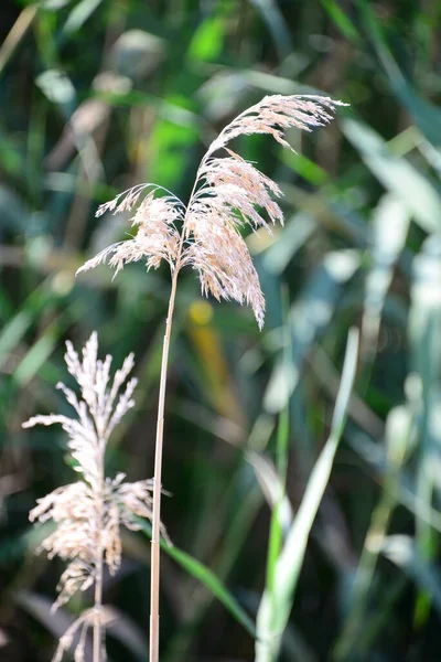 Herbiers Marins Flore Feuillage Dans Nature — Photo