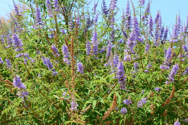 Lila Lavendel Blommor Violetta Kronblad — Stockfoto