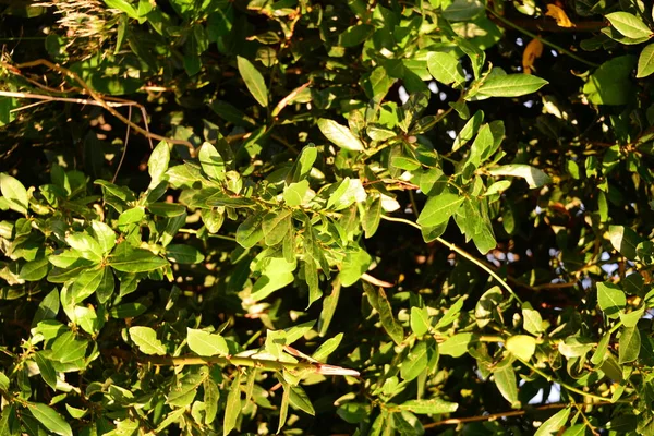 Prachtig Uitzicht Lente Bloesems — Stockfoto