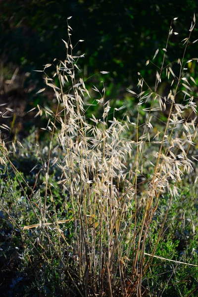 Seagrass Flora Foliage Nature — Stock Photo, Image