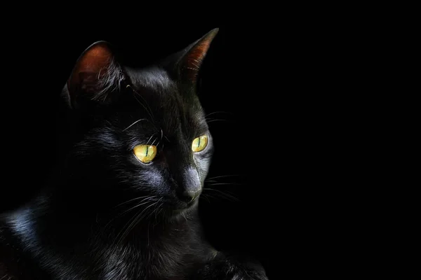 Black cat with shining eyes in front of black huinter ground