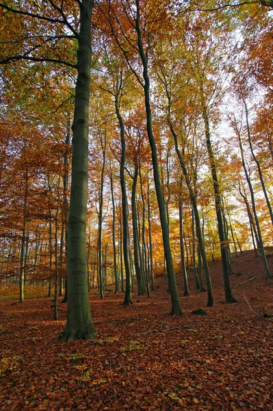 Forêt Automne Feuilles Colorées — Photo