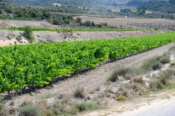 Platteland Landbouw Wijngaard Wijnbouw — Stockfoto