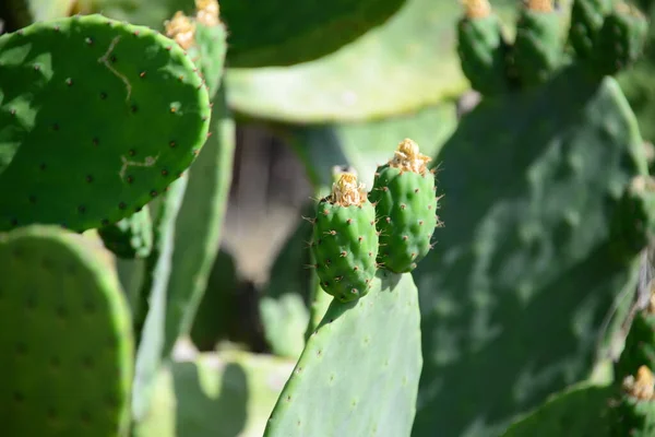 Zielonego Tropikalnego Kaktusa Flora Przyrodnicza — Zdjęcie stockowe