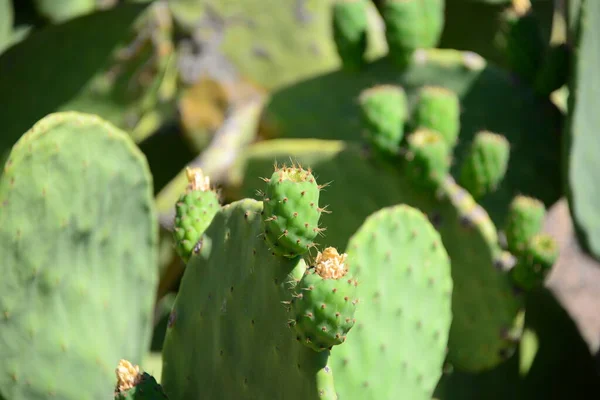 Zöld Trópusi Kaktusz Növény Természet Flóra — Stock Fotó