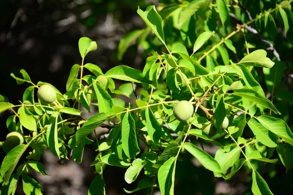 クルミの木緑の葉植物の葉 — ストック写真