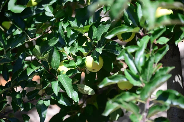 Apfel Apfel Auf Dem Baum — Stockfoto