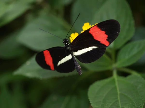 Ein Schmetterling Auf Einer Blume — Stockfoto