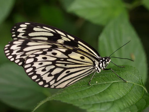 Una Mariposa Sobre Una Flor — Foto de Stock