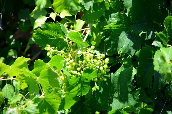 Raisins Sur Vigne Grappes Raisins — Photo