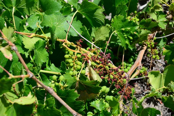 Druiven Wijnstokken Trossen Druiven — Stockfoto