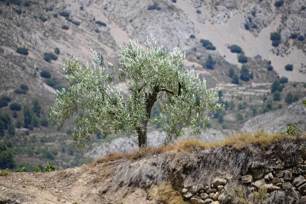 Olives Sur Arbre Espagne — Photo