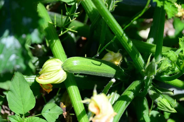 Zucchini Vegetable Garden Organic Vegetables — Stock Photo, Image