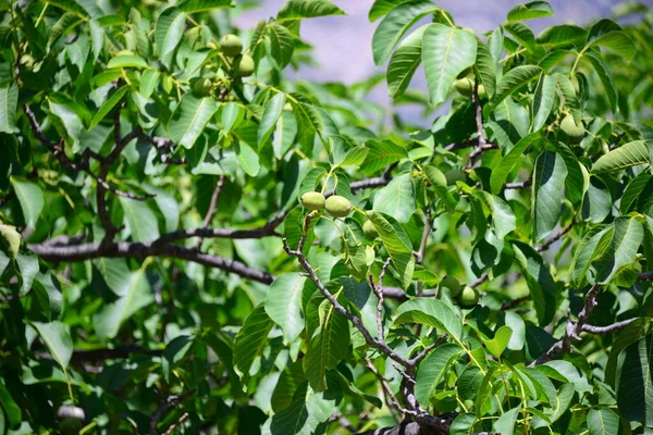 Walnut Tree Green Leaves Flora Foliage — Stock Photo, Image