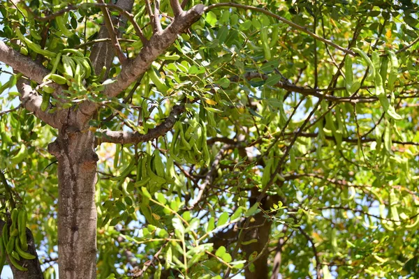 Monkey Bread Tree Hiszpania — Zdjęcie stockowe