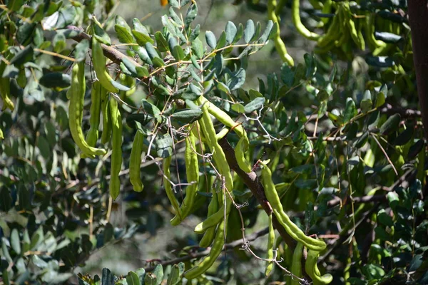 Monkey Bread Tree Spain — Stock Photo, Image