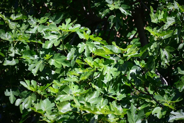 Feigenbaum Spanien — Stockfoto