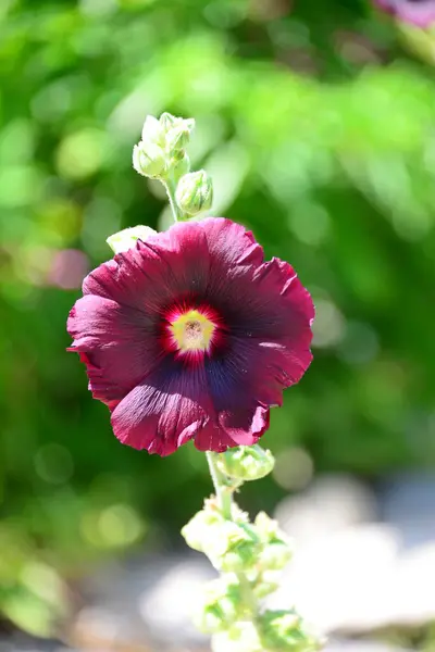 Hollyhock Flores Jardim Flora Verão — Fotografia de Stock