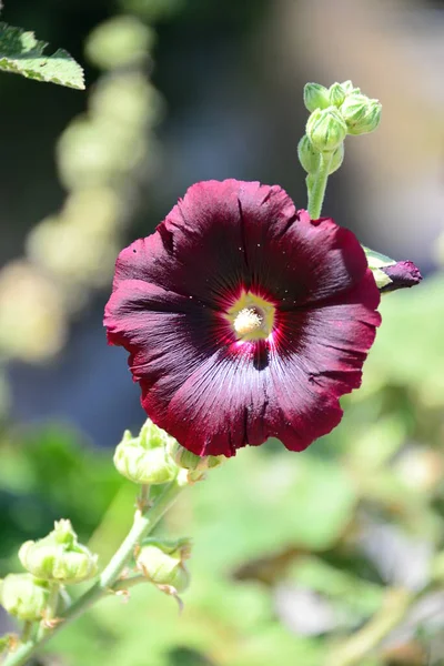 Hollyhock Flores Jardim Flora Verão — Fotografia de Stock