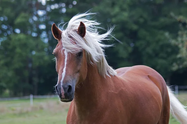 Porträtt Häst Ett Fält — Stockfoto