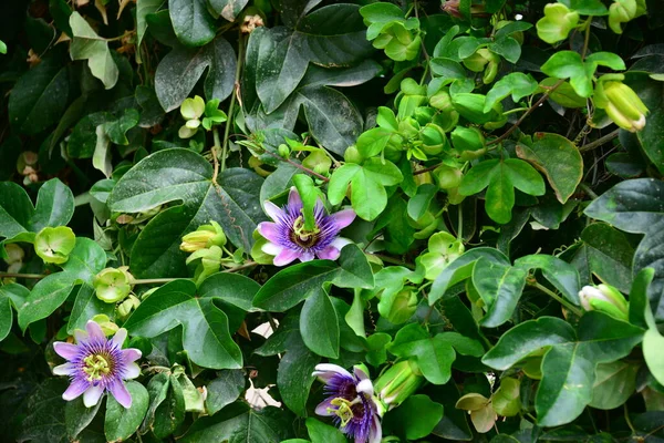 異なる花 選択的焦点 — ストック写真