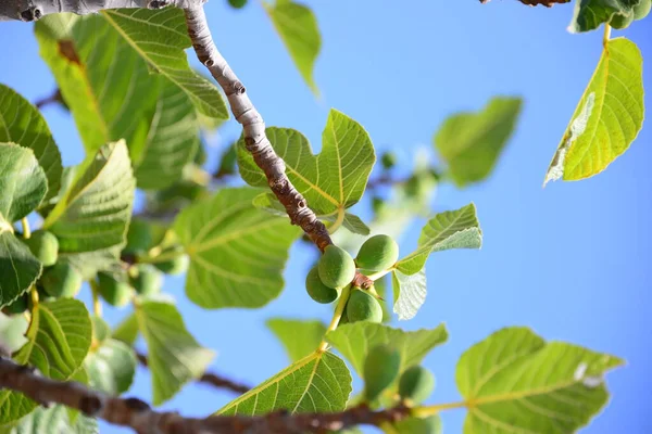 木の上のイチジク スペイン — ストック写真