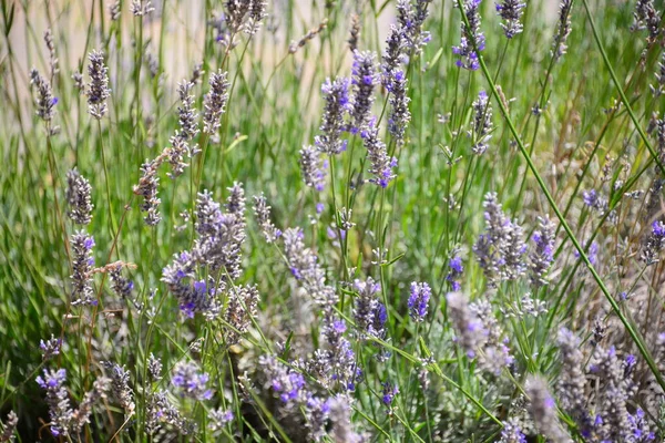 Aromatische Lila Blüten Violetter Lavendel — Stockfoto