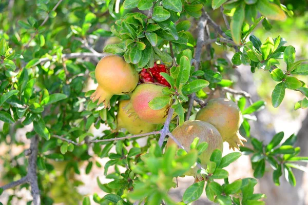 Große Äpfel Spanien — Stockfoto