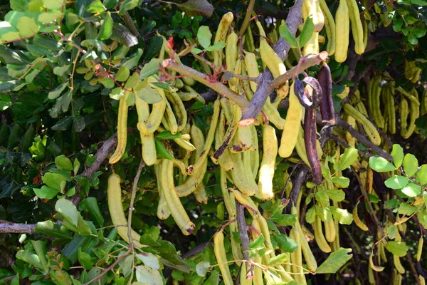 Albero Del Pane Scimmia Tanzania Natura — Foto Stock