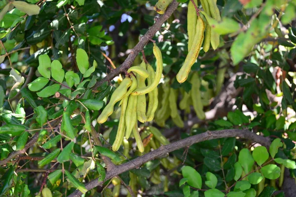 Affenbrotbaum Tansania Natur — Stockfoto