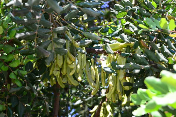 Albero Del Pane Scimmia Tanzania Natura — Foto Stock