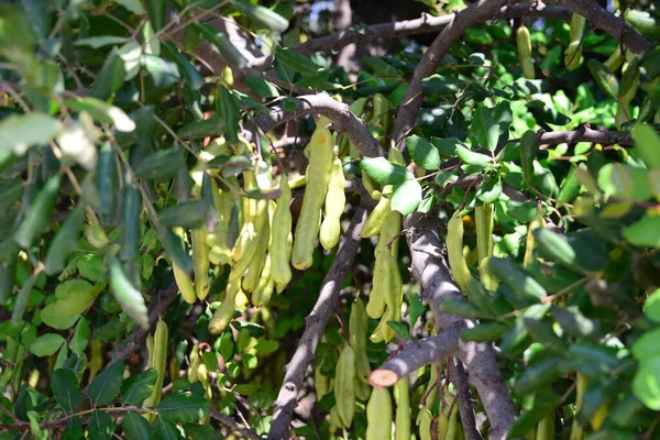 Albero Del Pane Scimmia Tanzania Natura — Foto Stock