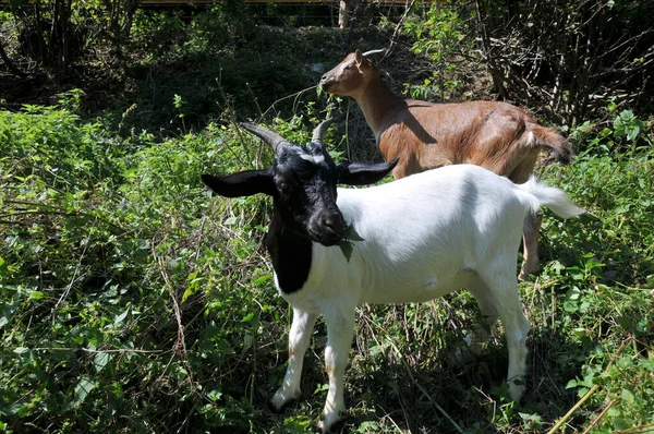 Chèvres Dans Pâturage — Photo