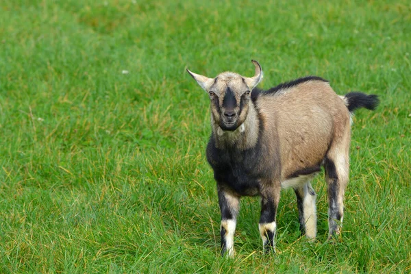 Koza Pastwisku — Zdjęcie stockowe