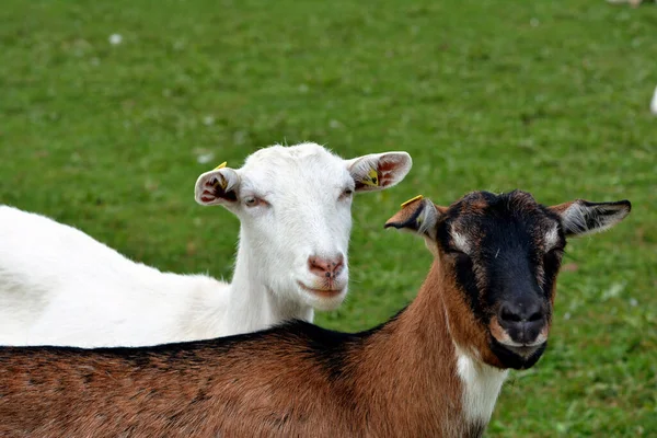 Goats Pasture — Stock Photo, Image
