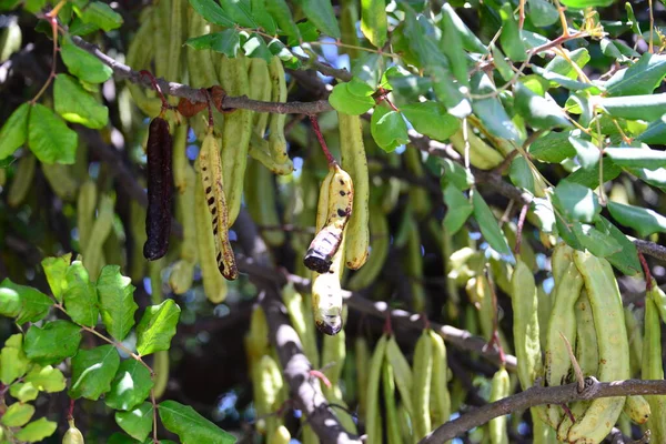 Albero Del Pane Scimmia Tanzania Natura — Foto Stock