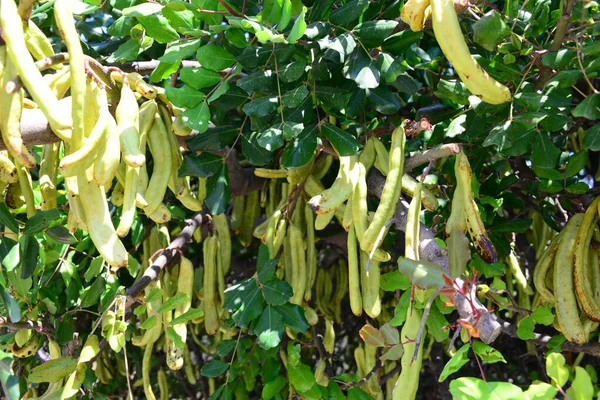 Albero Del Pane Scimmia Tanzania Natura — Foto Stock