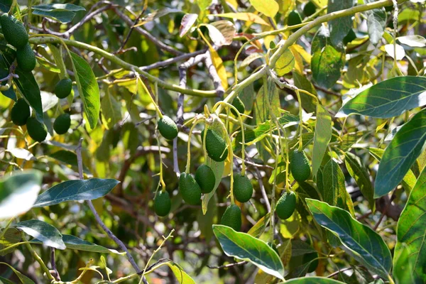 Avokados Baum Spain — Stock Photo, Image