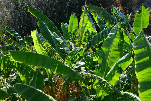 Árvore Bananas Tropicais Flora Natureza — Fotografia de Stock