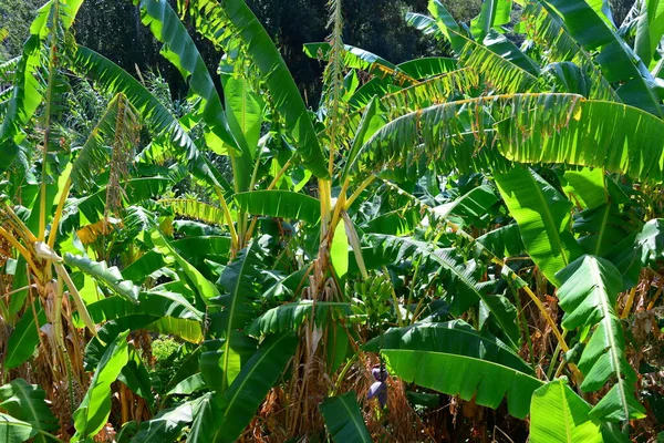 Tropické Banány Strom Flóra Přírodě — Stock fotografie