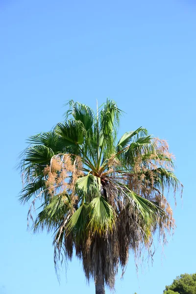 Liście Palmy Hiszpanii Przestrzeń Kopiowania — Zdjęcie stockowe