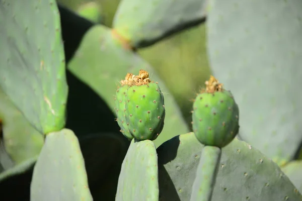 Planta Cacto Tropical Verde Flora Natureza — Fotografia de Stock