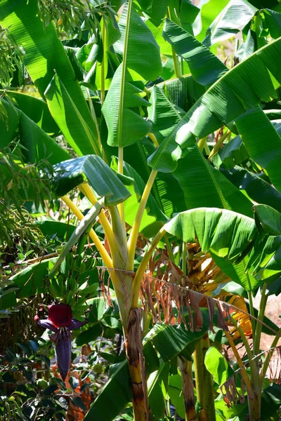 Árvore Bananas Tropicais Flora Natureza — Fotografia de Stock