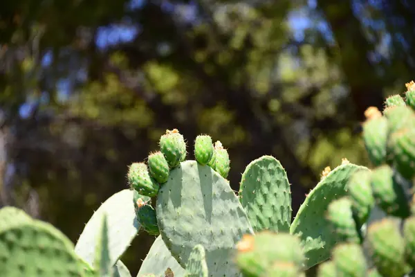 Zielonego Tropikalnego Kaktusa Flora Przyrodnicza — Zdjęcie stockowe